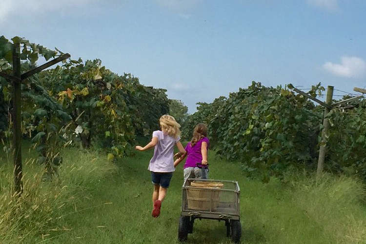 Kids in vineyard