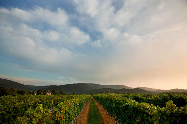 View of a Virginia vineyard